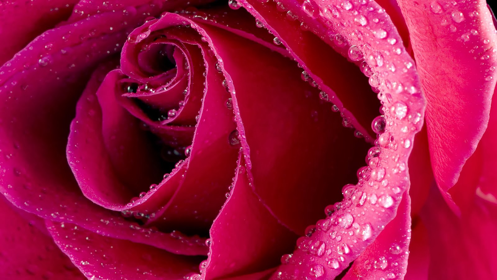 ウォーターローズのhd壁紙,庭のバラ,ピンク,花弁,水,ローズ