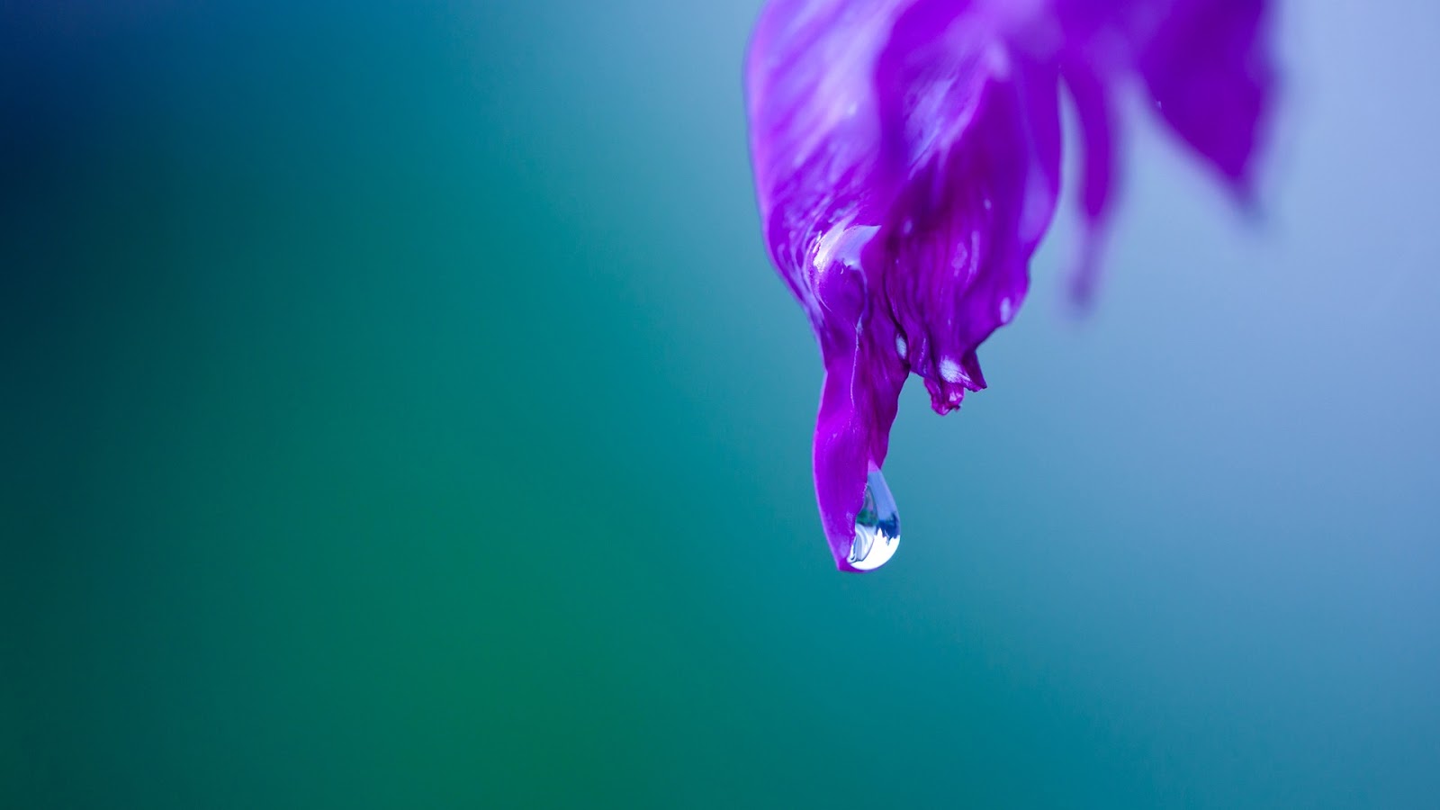 3 cool water drops hd wallpaper,blue,water,purple,pink,violet