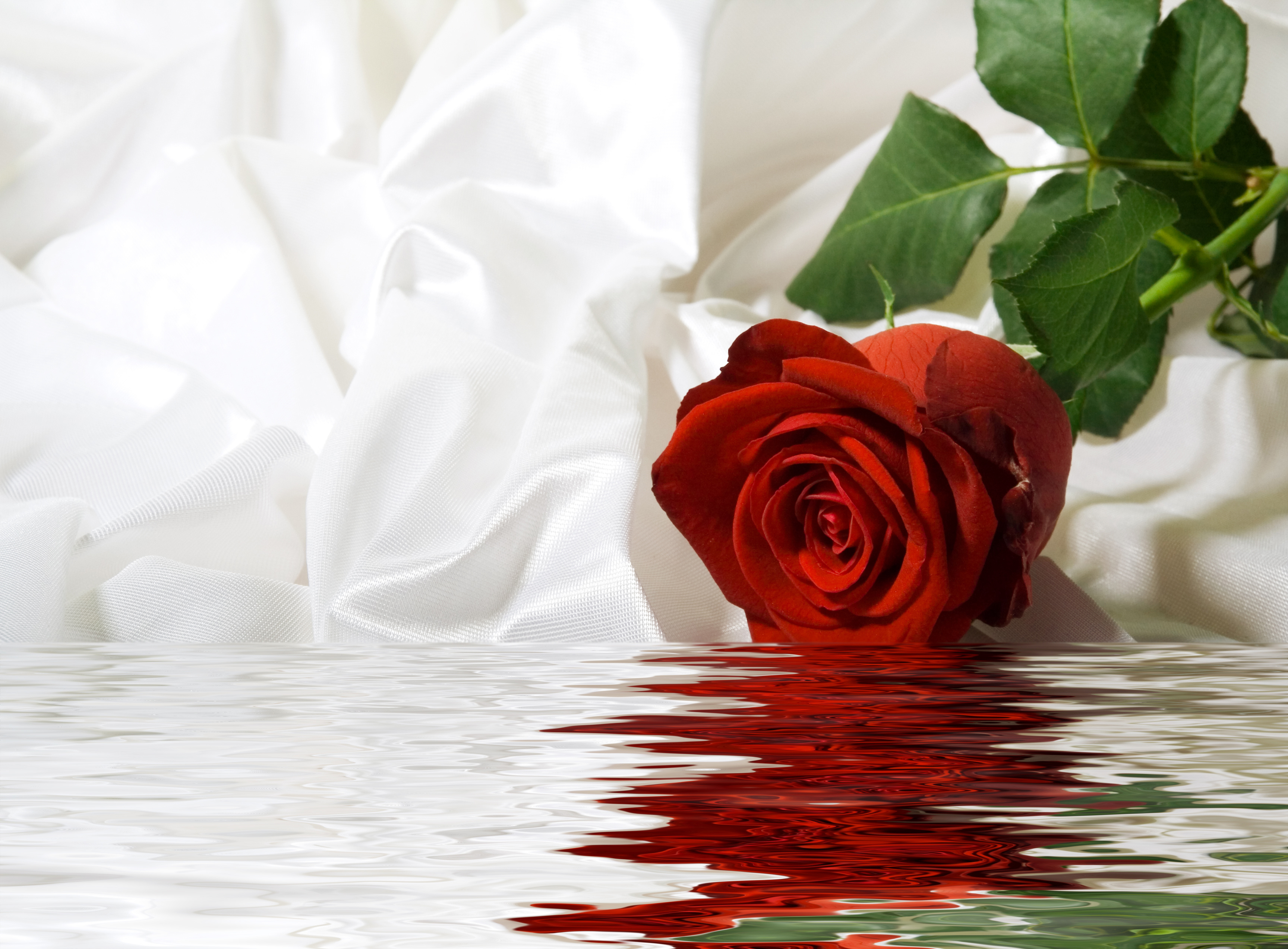 rose de l'eau fond d'écran hd,rouge,blanc,la nature,rose,fleur