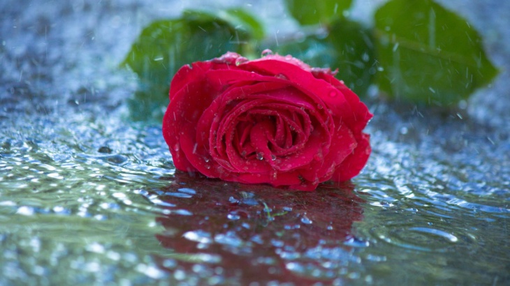 ウォーターローズのhd壁紙,庭のバラ,赤,花,水,ローズ