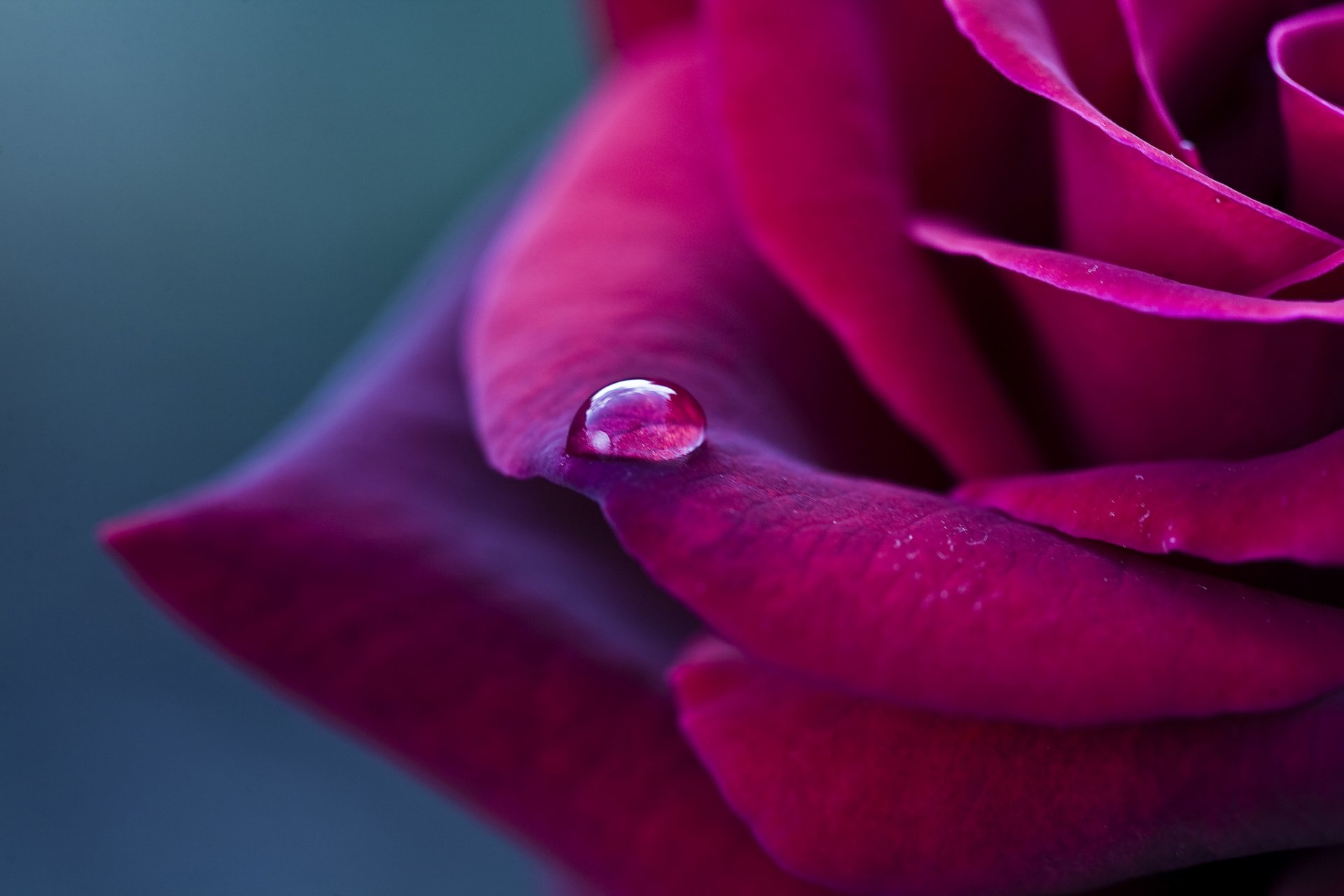 rosa de agua fondo de pantalla hd,pétalo,rosas de jardín,flor,rosado,rosa
