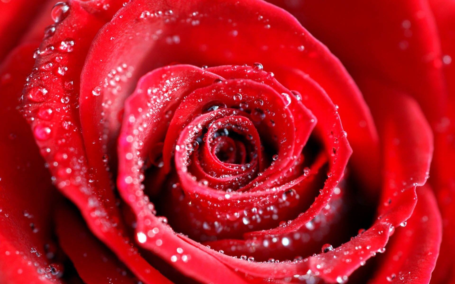 ウォーターローズのhd壁紙,ローズ,庭のバラ,赤,花弁,水