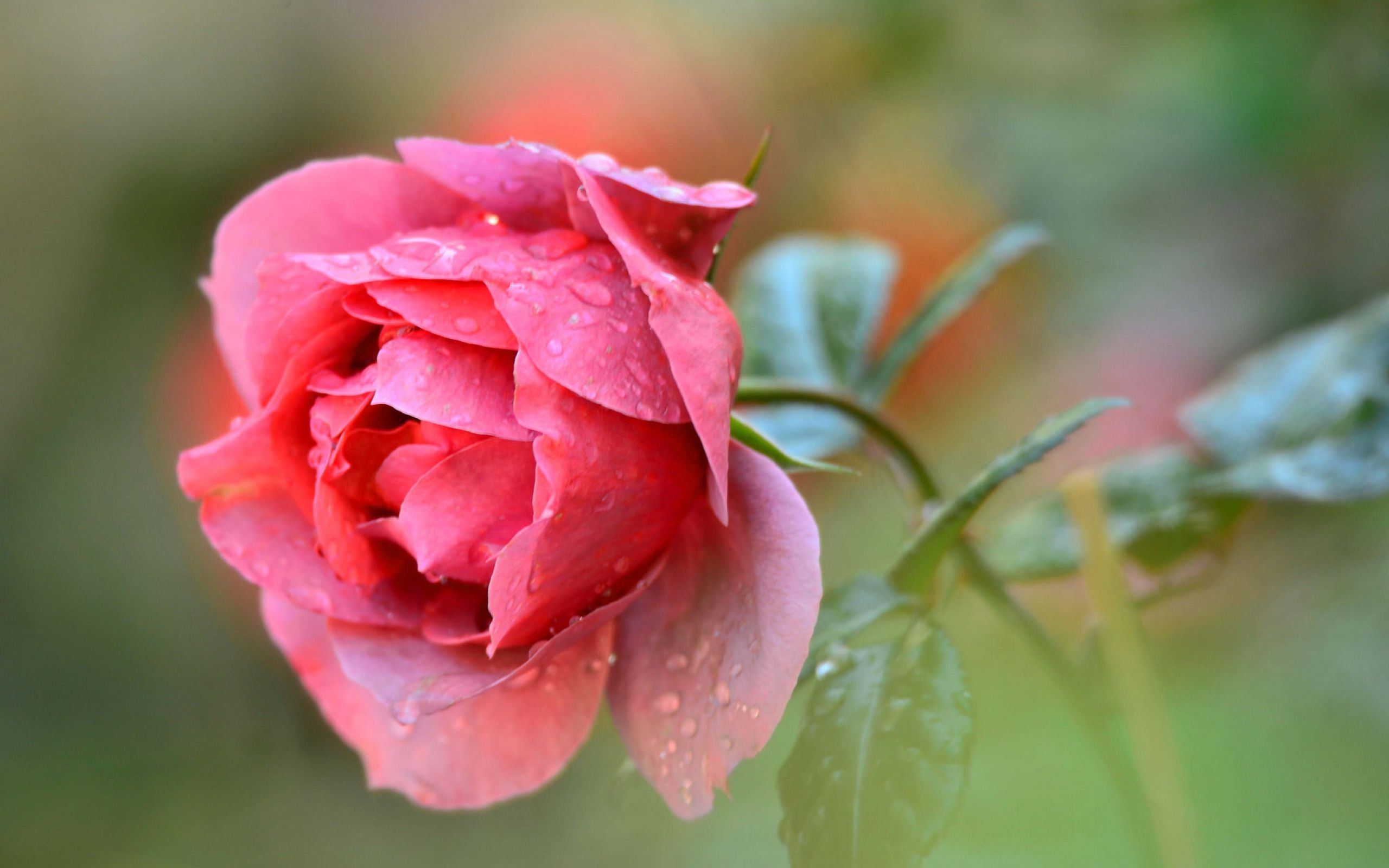 rosa de agua fondo de pantalla hd,flor,planta floreciendo,pétalo,rosado,rosas de jardín