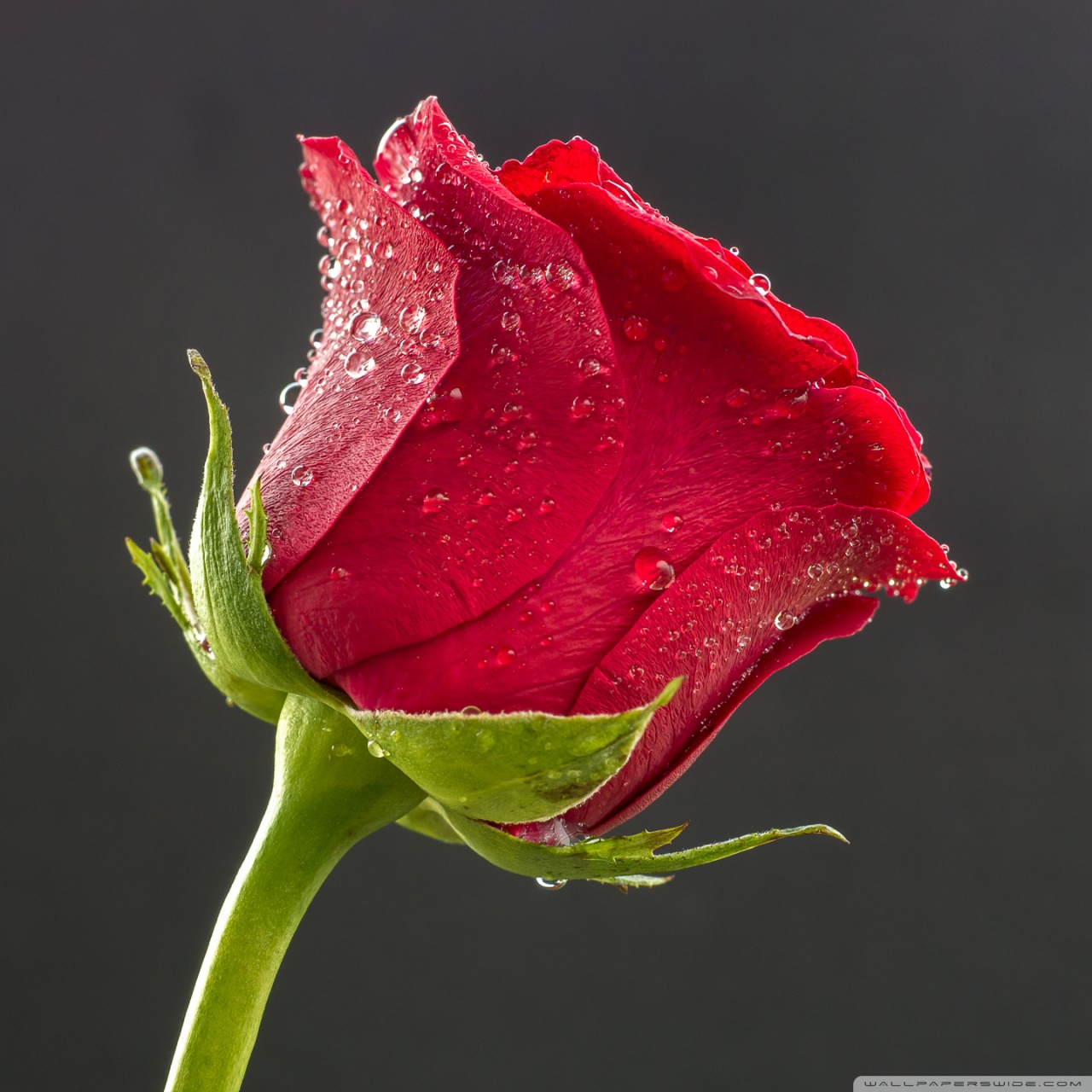 rosa de agua fondo de pantalla hd,flor,rojo,agua,pétalo,rosas de jardín