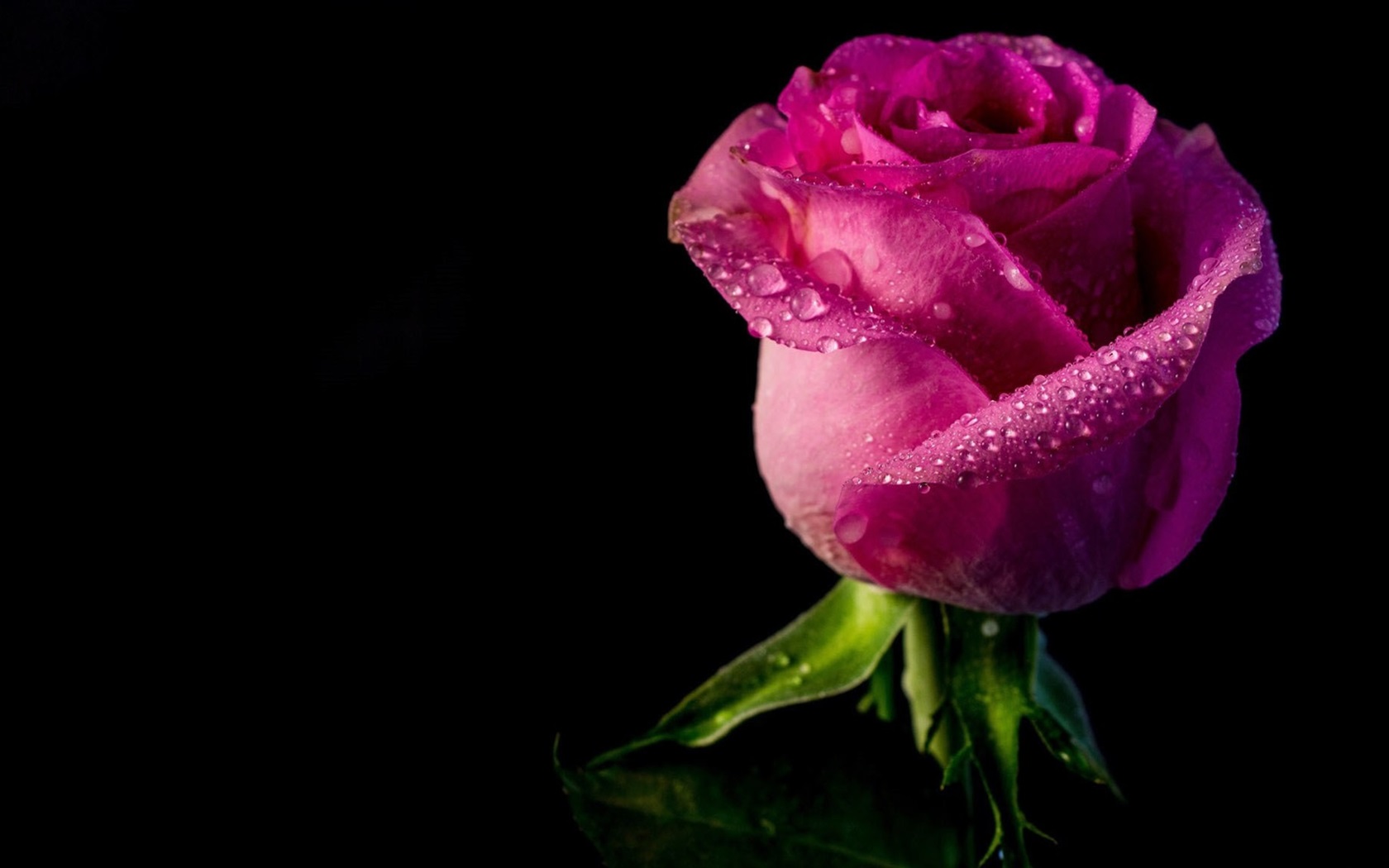 rosa de agua fondo de pantalla hd,planta floreciendo,pétalo,rosas de jardín,flor,rosado