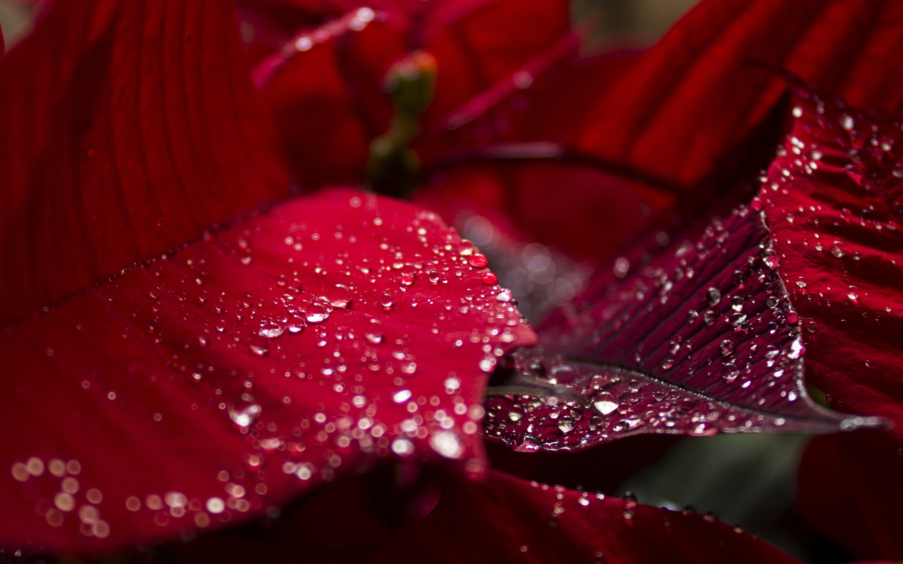 3 cool water drops hd wallpaper,red,water,petal,flower,dew