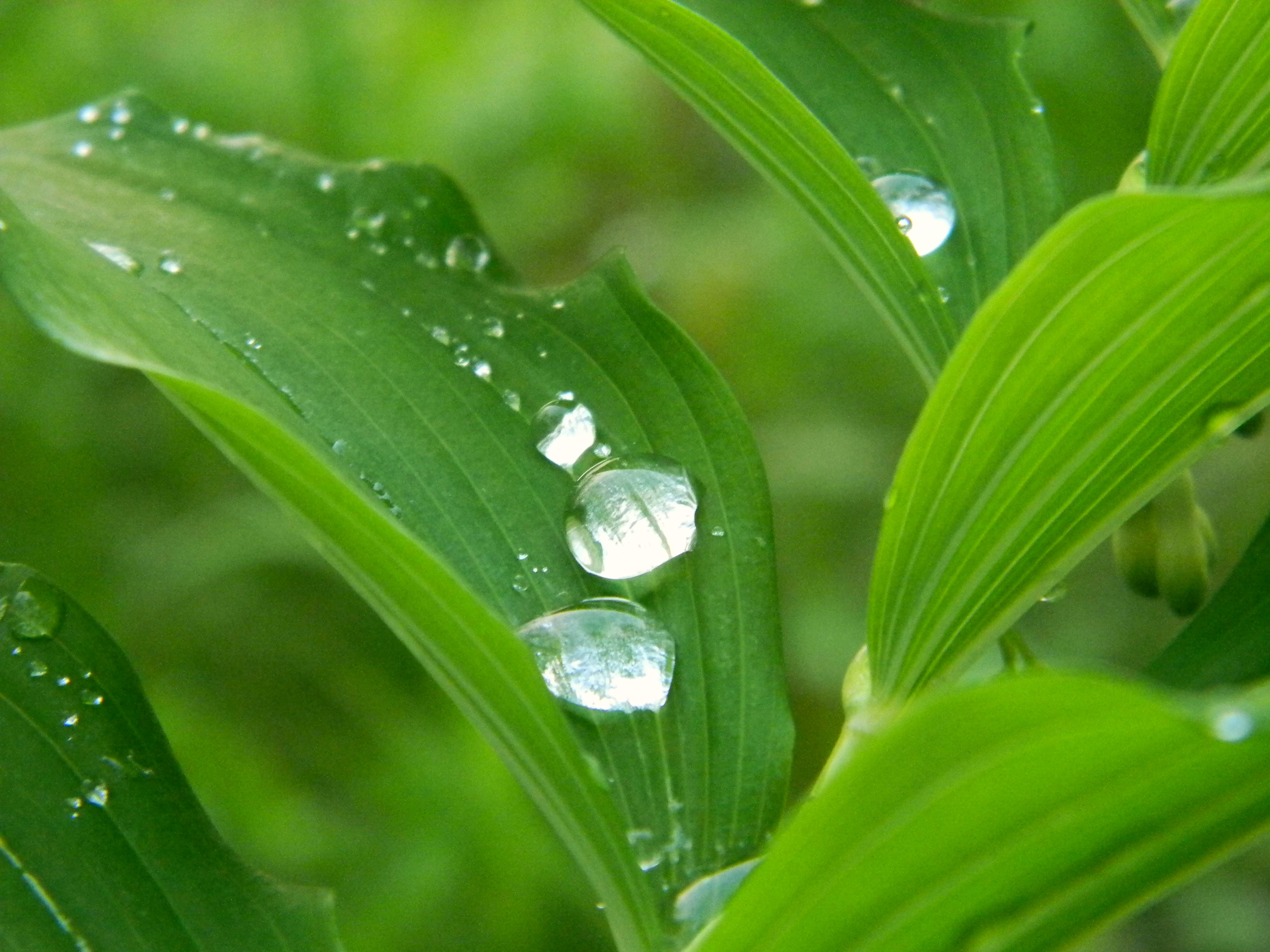 3 cool water drops hd wallpaper,dew,water,leaf,moisture,drop