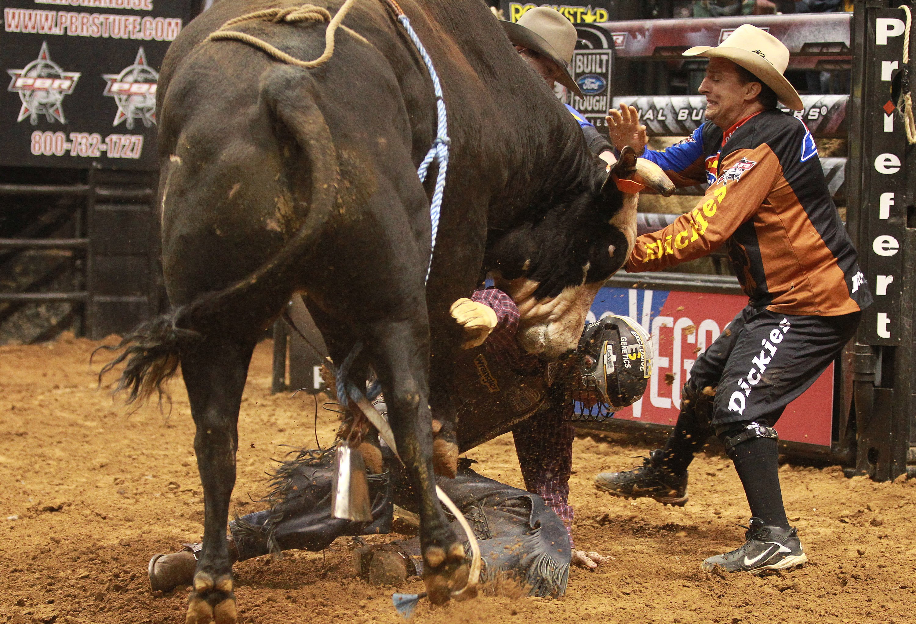 bull riding wallpaper,animal sports,bovine,traditional sport,rodeo,bull