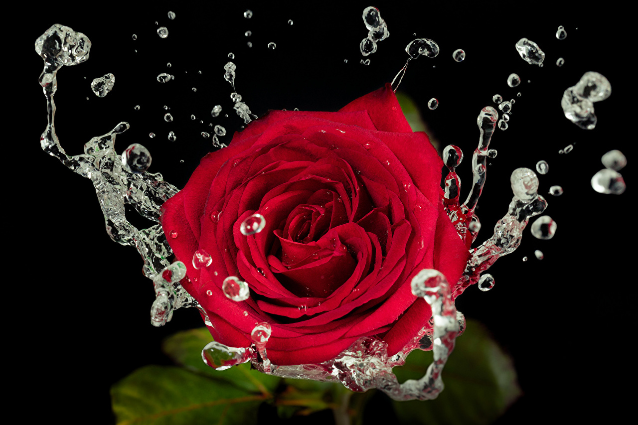 rosa con gotas de agua fondo de pantalla,rosas de jardín,rosa,rojo,flor,rosado