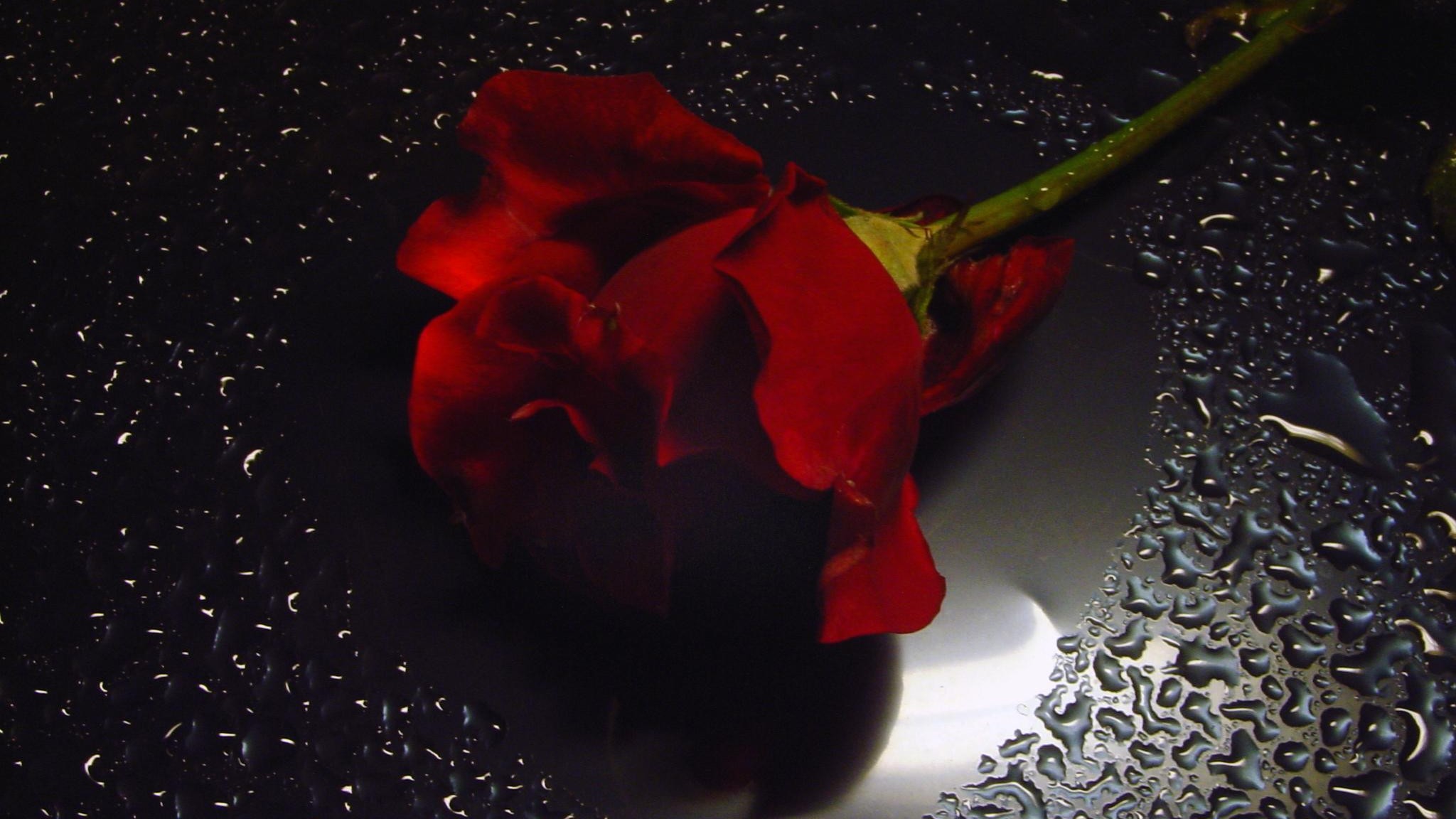 rose mit wassertropfen tapete,rot,rose,blütenblatt,blume,pflanze