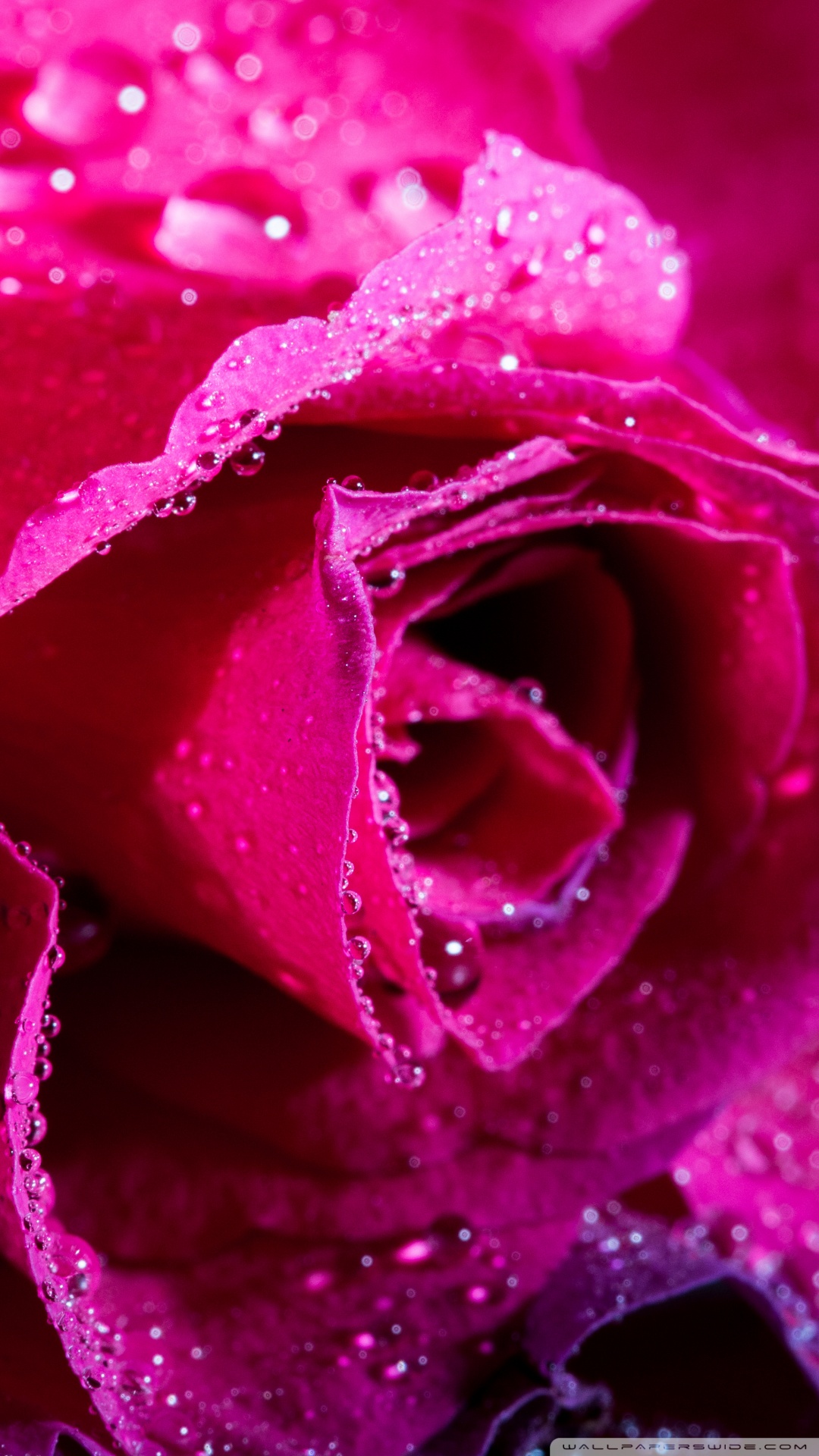 rose with water drops wallpaper,pink,water,petal,red,dew