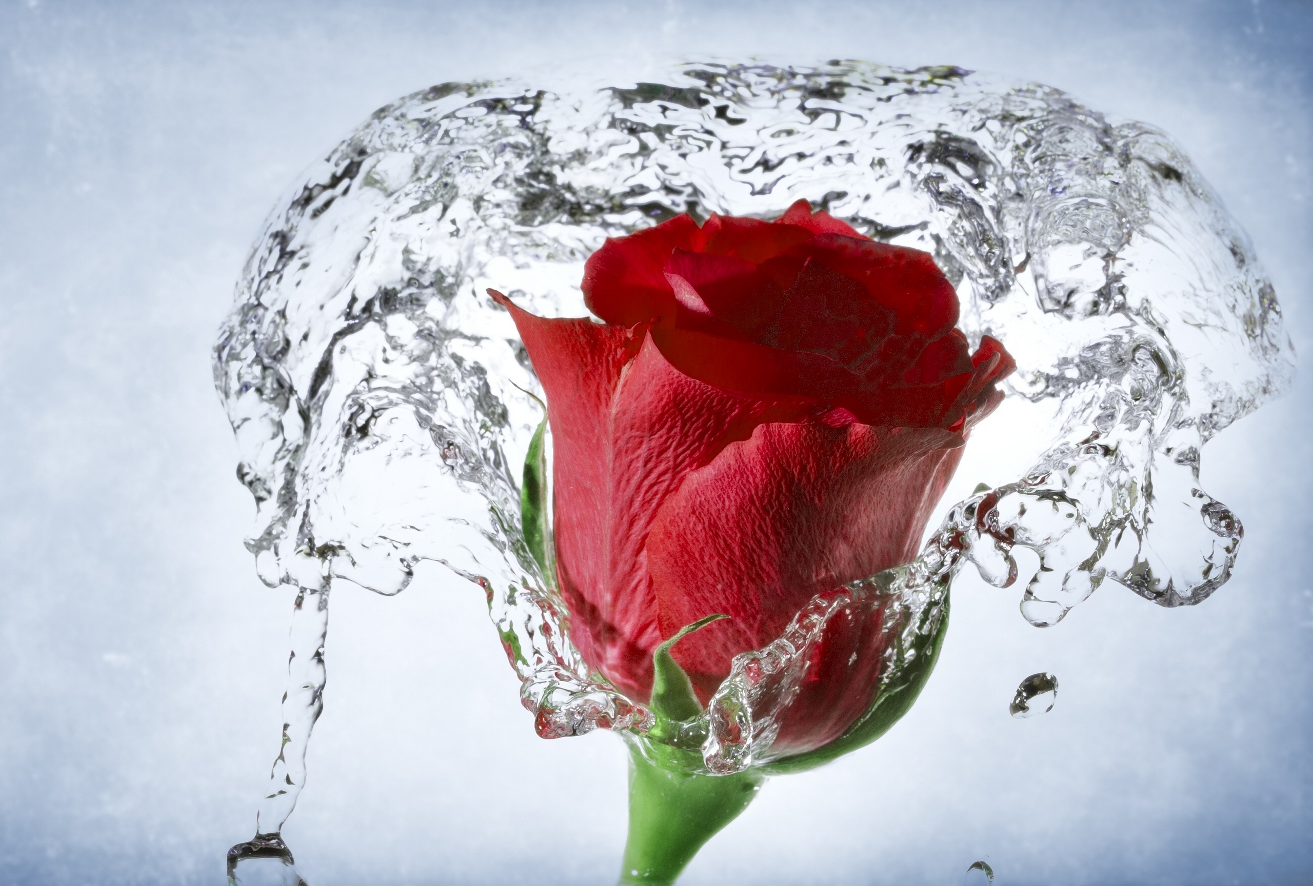 rosa con gotas de agua fondo de pantalla,agua,rojo,pétalo,flor,rosas de jardín
