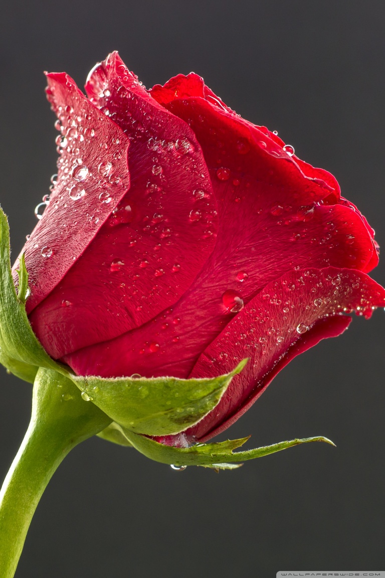 rosa con gotas de agua fondo de pantalla,flor,rojo,agua,pétalo,rosas de jardín