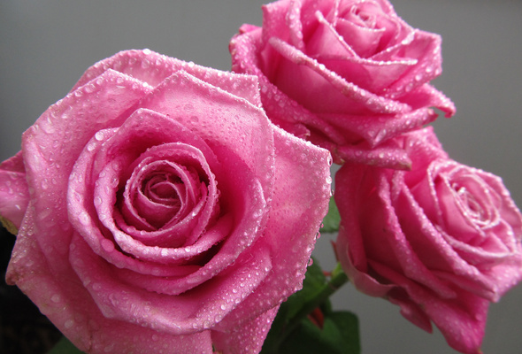rose with water drops wallpaper,flower,garden roses,flowering plant,pink,rose