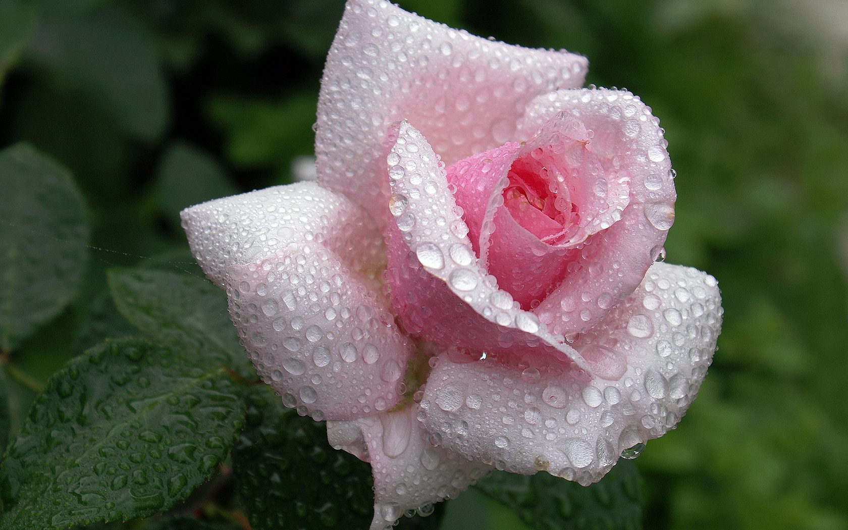 rose mit wassertropfen tapete,blume,blühende pflanze,blütenblatt,gartenrosen,rosa