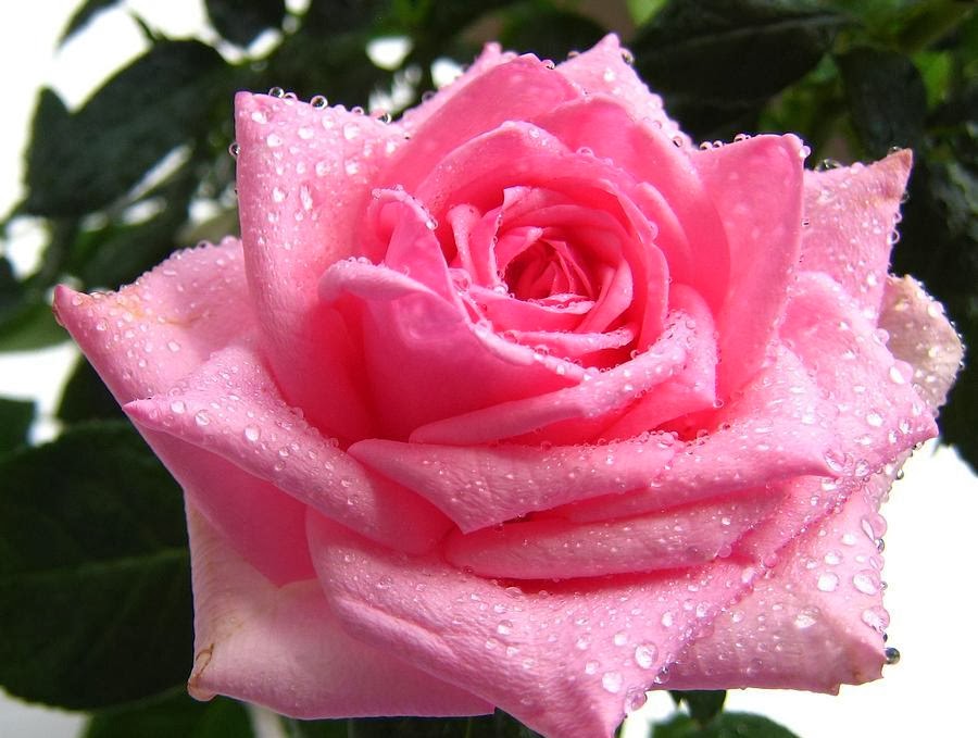 rosa con gotas de agua fondo de pantalla,flor,rosa,rosas de jardín,planta floreciendo,pétalo