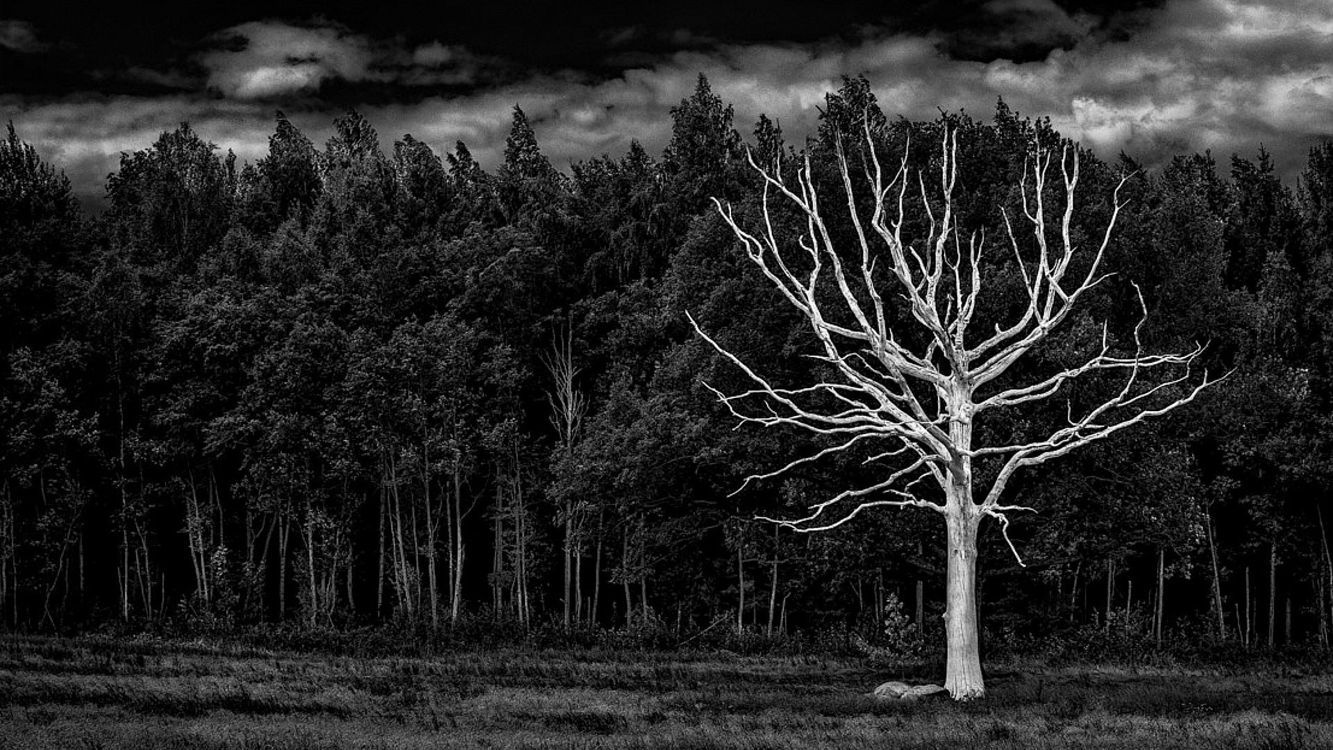 papel pintado bosque blanco y negro,árbol,negro,naturaleza,fotografía monocroma,cielo