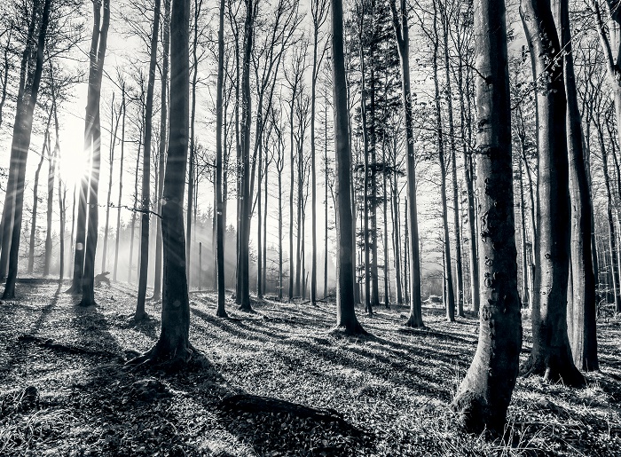 schwarzweiss waldtapete,baum,wald,natürliche landschaft,natur,wald