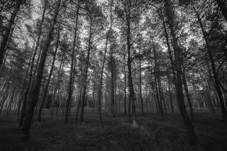 黒と白の森の壁紙,木,森林,自然,自然の風景,森林