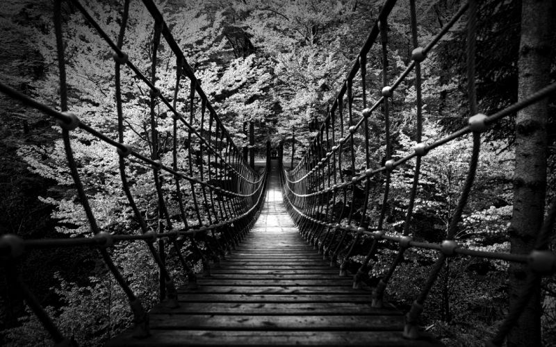 fond d'écran forêt noir et blanc,la nature,noir et blanc,photographie monochrome,paysage naturel,arbre