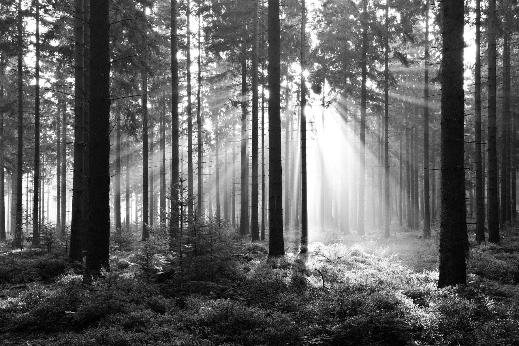 schwarzweiss waldtapete,baum,wald,natur,natürliche landschaft,wald