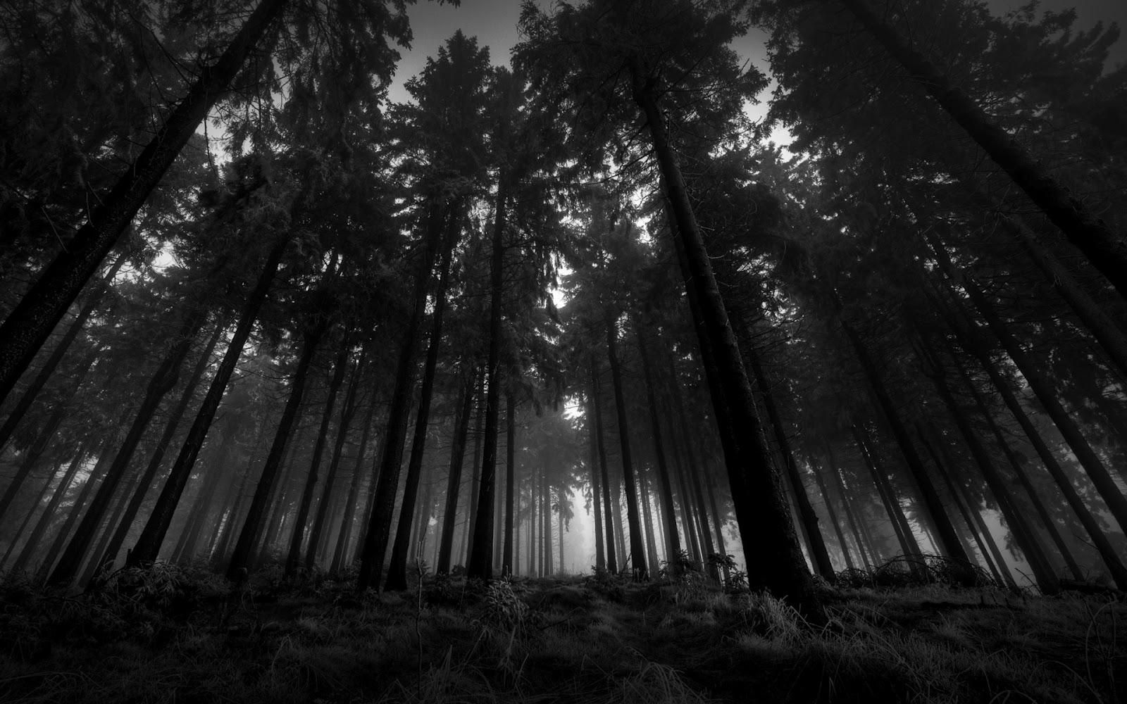 schwarzweiss waldtapete,baum,natur,schwarz,wald,monochrome fotografie