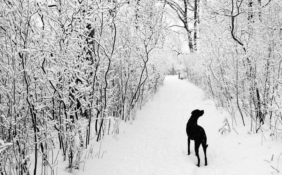 黒と白の森の壁紙,雪,冬,木,黒と白,自然の風景