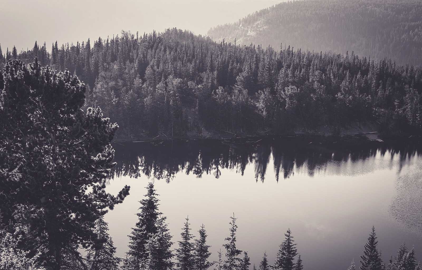 black and white forest wallpaper,shortleaf black spruce,nature,atmospheric phenomenon,tree,wilderness