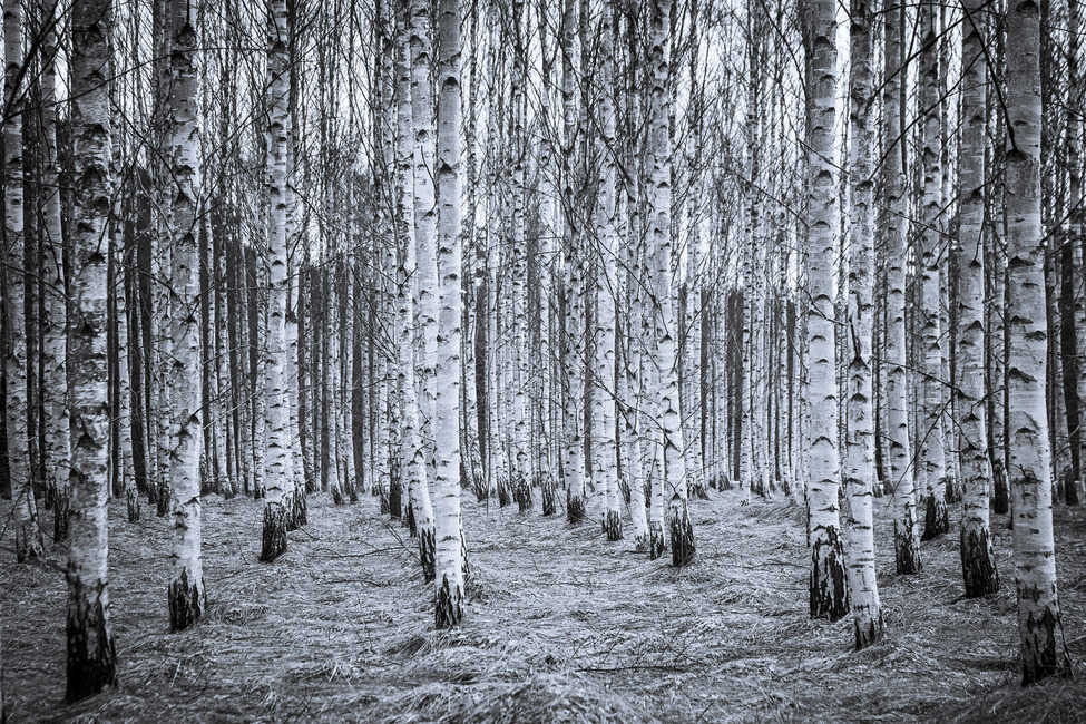 schwarzweiss waldtapete,baum,natürliche landschaft,natur,wald,schwarz und weiß