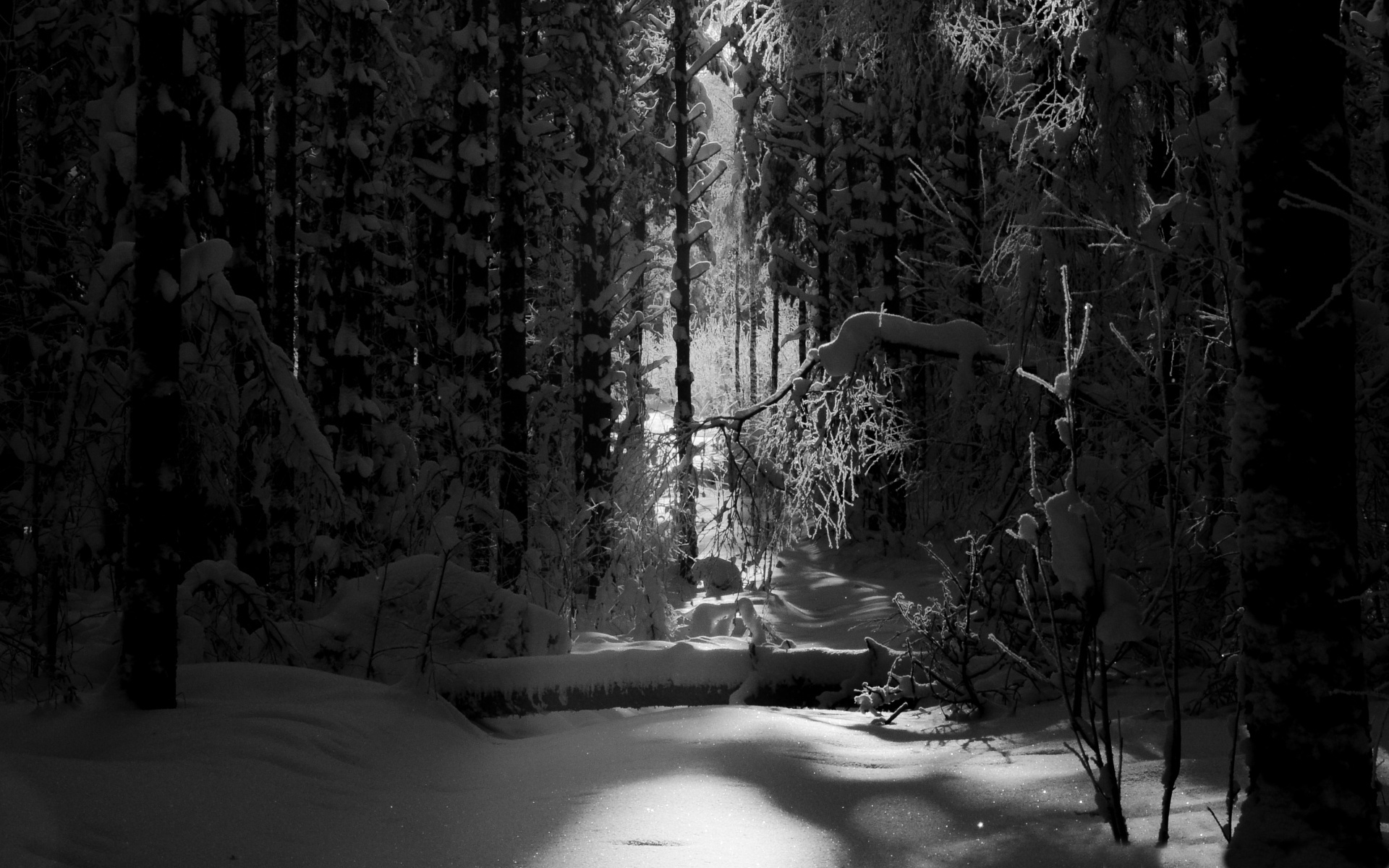 black and white forest wallpaper,snow,nature,winter,black,tree