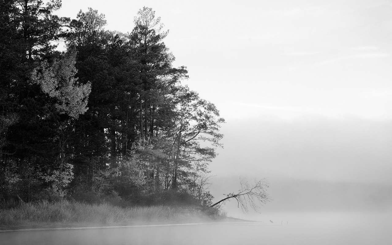 黒と白の森の壁紙,自然,自然の風景,白い,靄,空