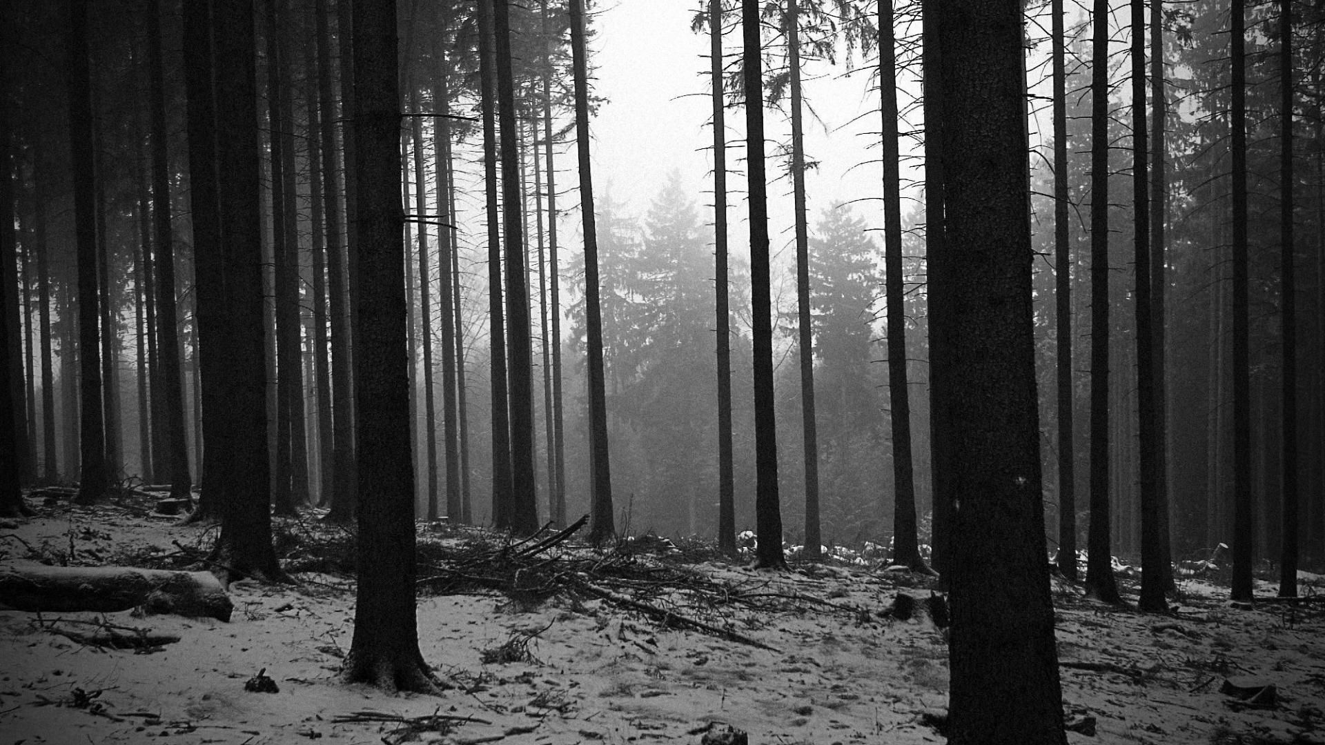 black and white forest wallpaper,tree,forest,spruce fir forest,nature,natural environment