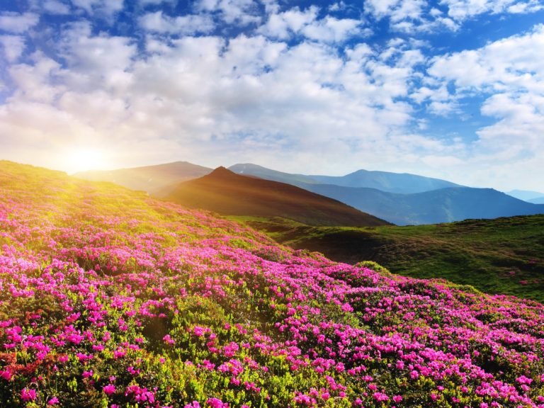 サムスンの自然の壁紙,自然,自然の風景,空,花,山