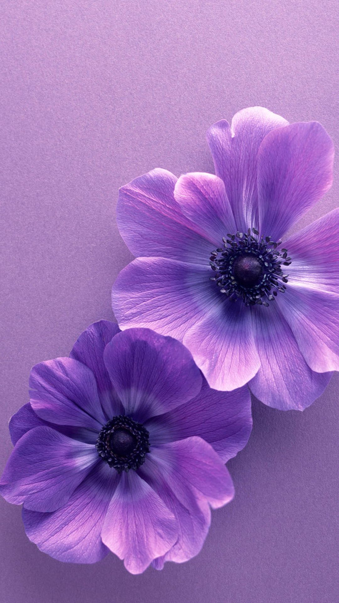carta da parati floreale samsung,petalo,fiore,viola,blu,viola