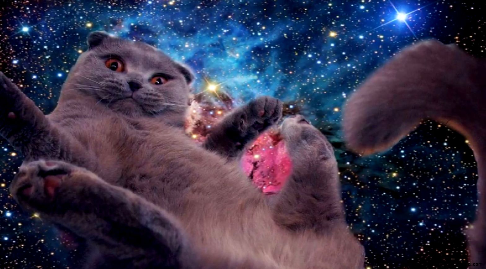 galaxy cat wallpaper,gato,felidae,gatos pequeños a medianos,cielo,objeto astronómico