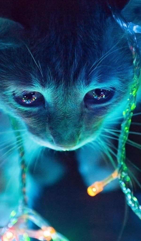 fond d'écran de chat galaxy,bleu,bleu électrique,moustaches,museau,félidés