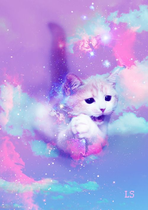 galaxy cat wallpaper,gato,rosado,felidae,gatos pequeños a medianos,gatito