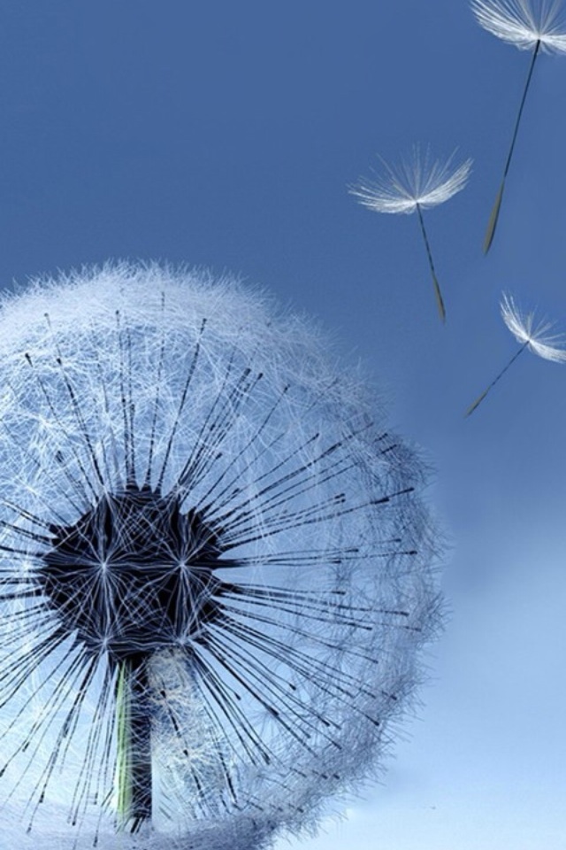 galaxy s3 wallpaper,dandelion,nature,blue,dandelion,sky