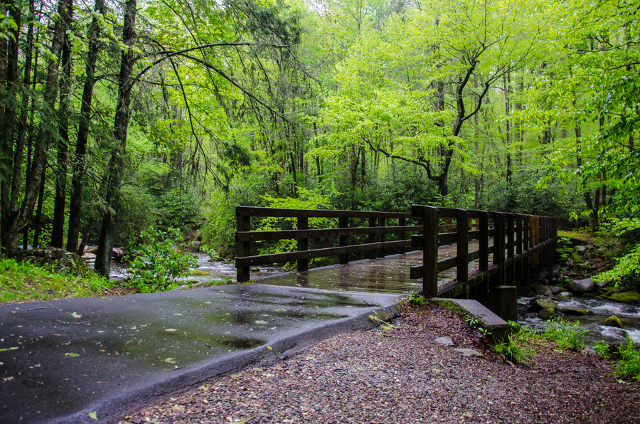 día lluvioso de pantalla en vivo,paisaje natural,naturaleza,bosque,árbol,bosque