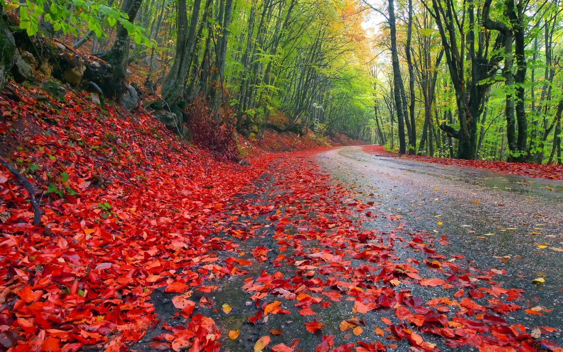 giornata di pioggia live wallpaper,paesaggio naturale,foglia,natura,rosso,albero