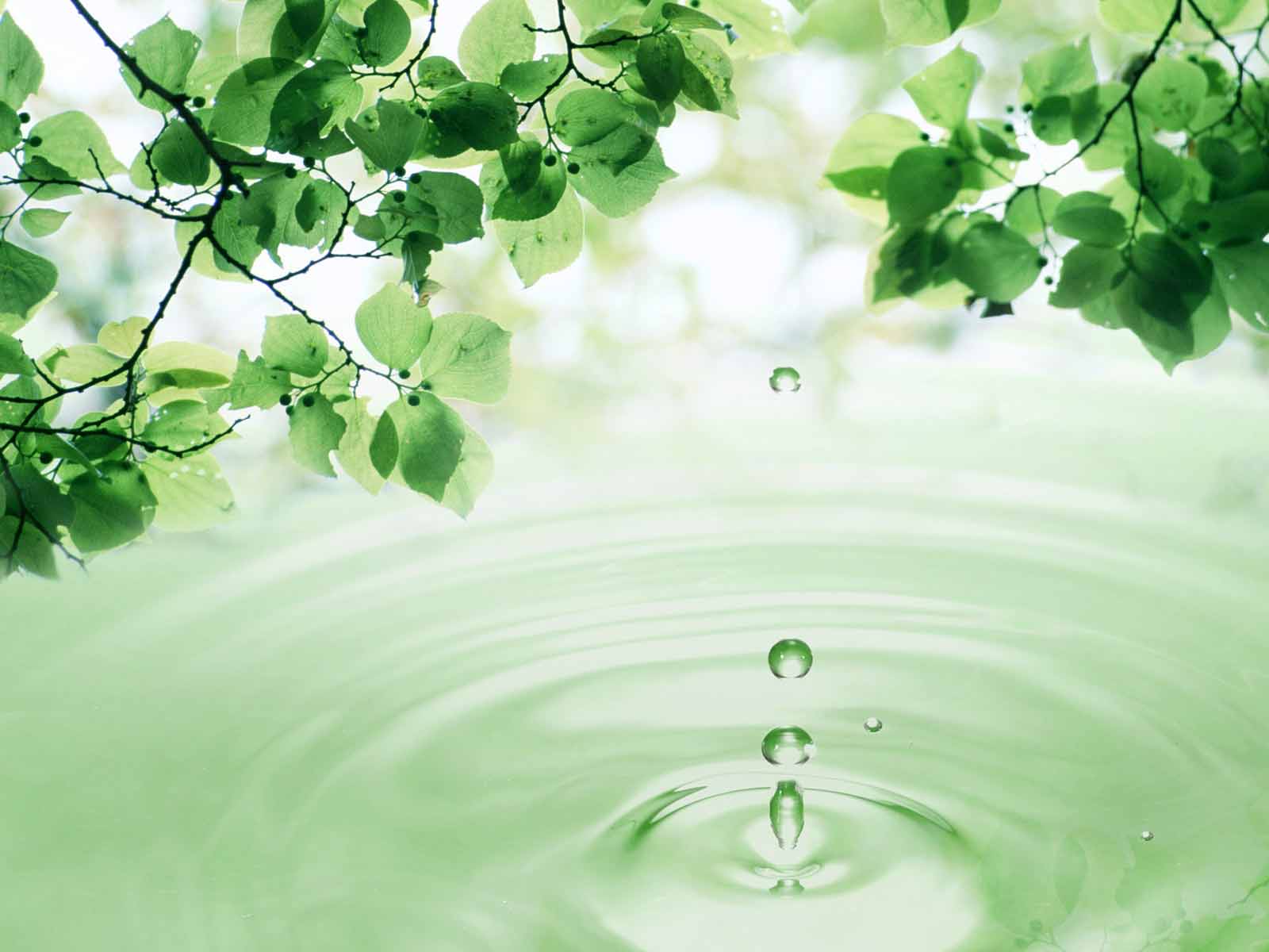 fond d'écran hujan hd,vert,l'eau,la nature,ressources en eau,feuille