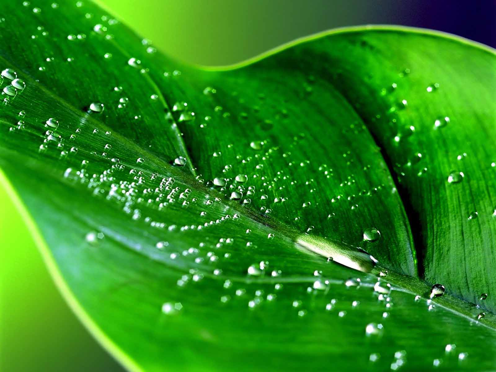sfondi hujan hd,rugiada,verde,foglia,acqua,umidità