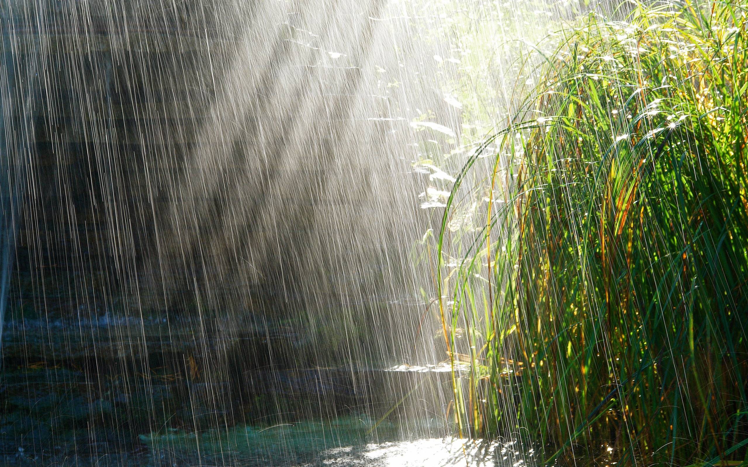 雨の日のライブ壁紙,水,自然,緑,水資源,自然の風景