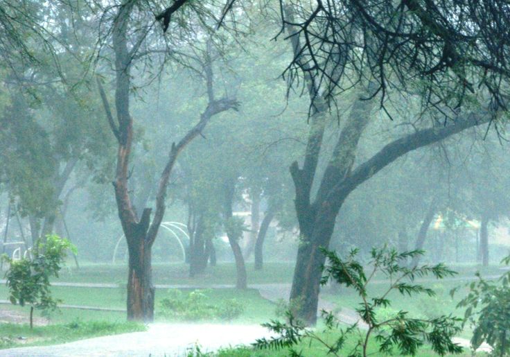 雨のおはよう壁紙,木,自然,自然の風景,緑,木本