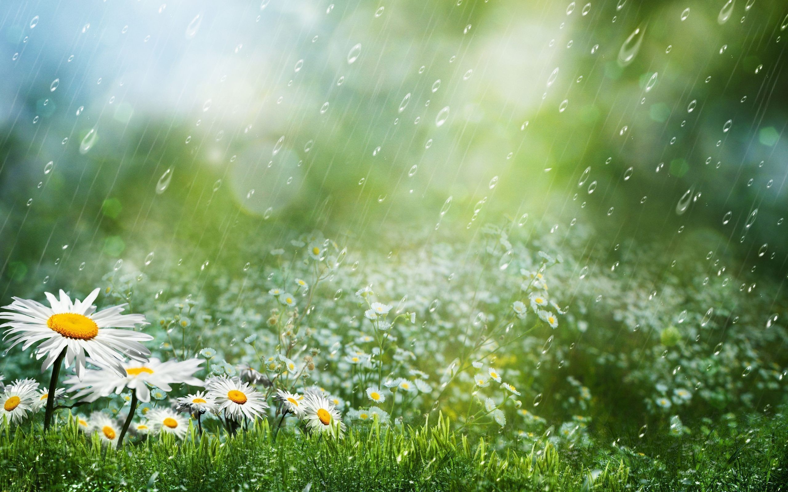 sfondi di buongiorno piovosi,natura,paesaggio naturale,margherita,verde,erba