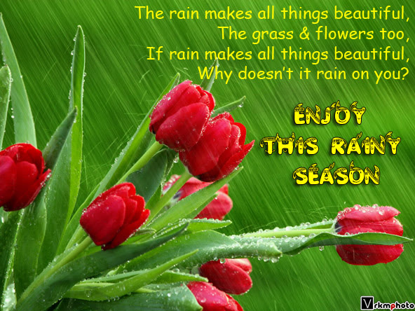 sfondi di buongiorno piovosi,fiore,tulipano,petalo,pianta,foglia