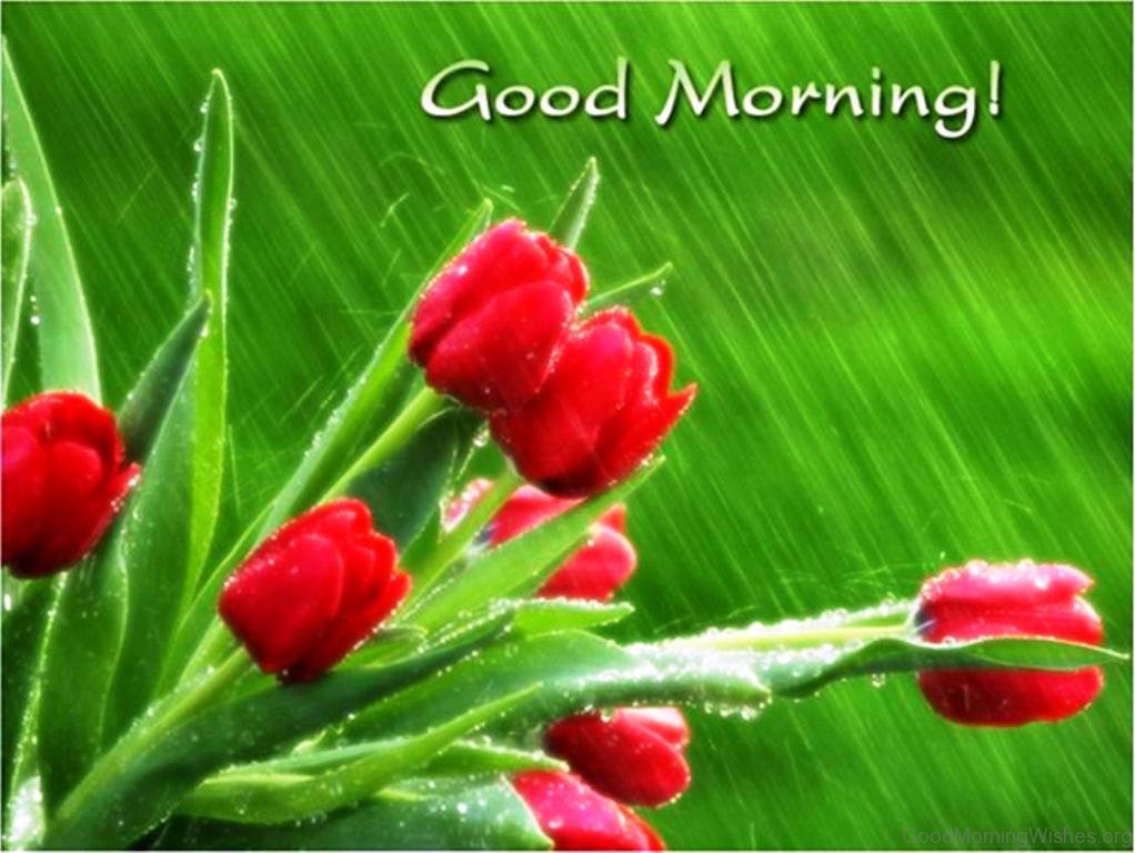 rainy good morning wallpapers,flower,tulip,plant,leaf,flowering plant