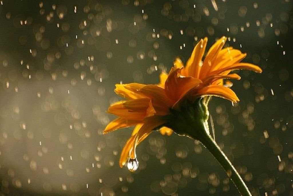 bonjour pluvieux fonds d'écran,la nature,l'eau,fleur,pétale,jaune