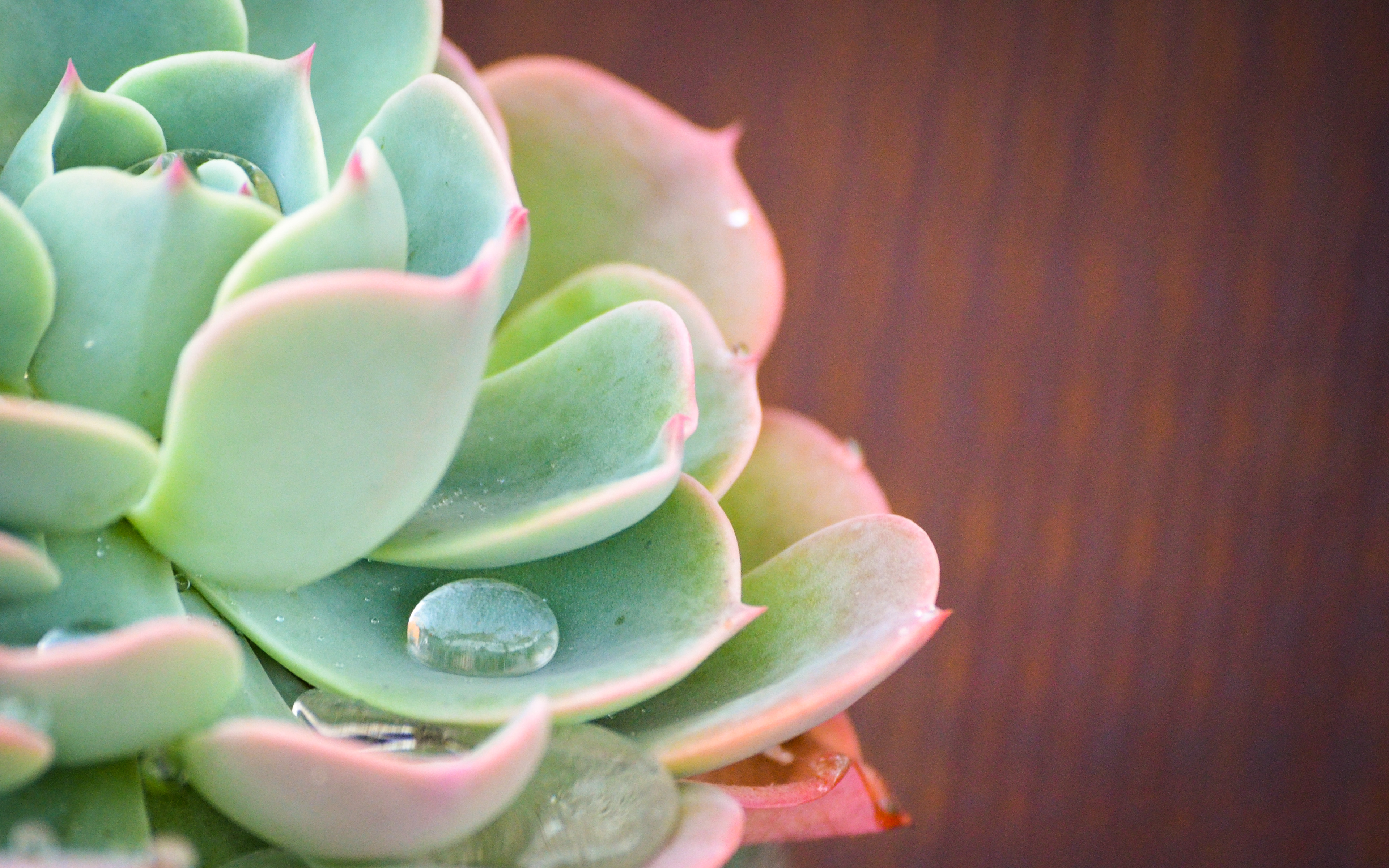 noviembre lluvia fondo de pantalla,flor,echeveria,verde,planta,rosa blanca mexicana