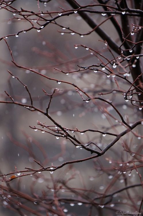 noviembre lluvia fondo de pantalla,naturaleza,árbol,ramita,cielo,planta